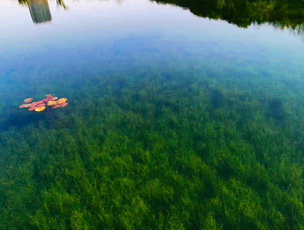 水生态修复技术