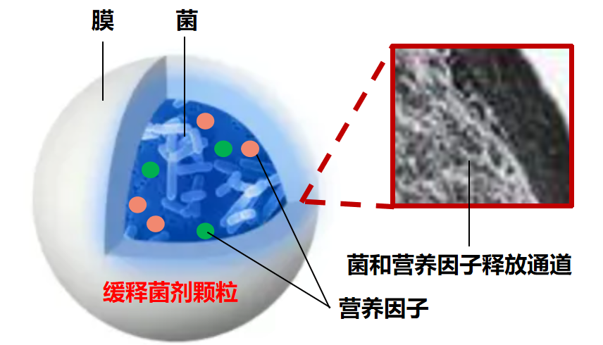 CRS.W-长效反硝化微生物填料
