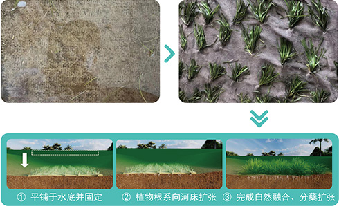 CRS.E-沉水植物毯